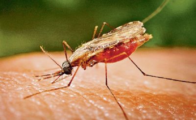 दैलेखमा भारतबाट फर्केका नौ जनामा मलेरियाका रोग देखियो