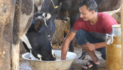 दूध बिक्री नहुँदा गाईलाई नै खुवाउन बाध्य हुँदै किसान