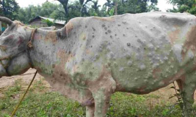 लम्पी स्किनबाट पीडित किसानलाई प्रति पशु दश हजार राहत